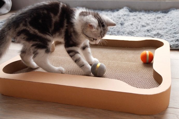 Cats are so smart that they’ve now got their own board-games