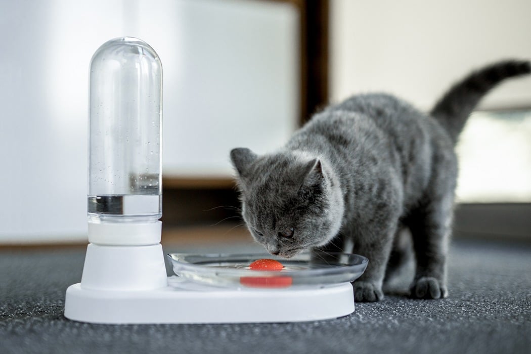 self cleaning cat water fountain