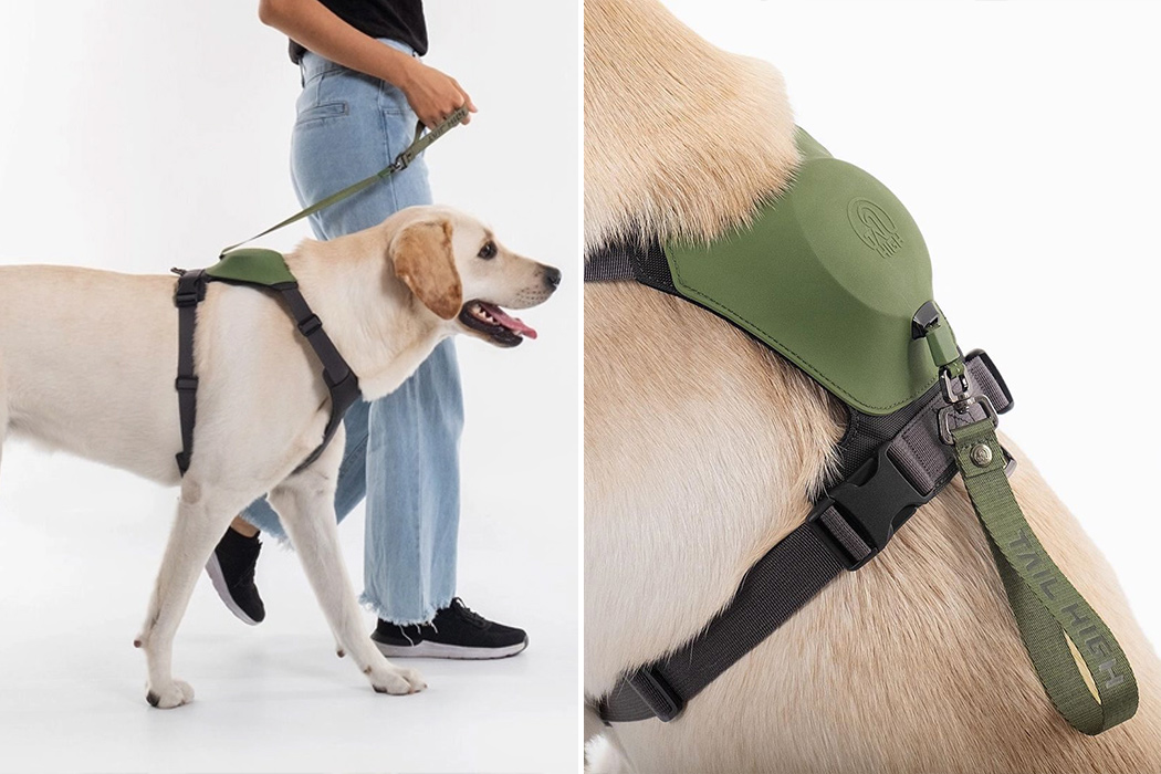 cool dog harness and leash