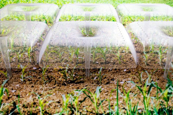 This greenhouse-mimicking dome helps harvest rainwater and foster sapling-growth