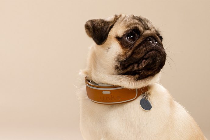 This Fitbit-inspired dog collar is on point with keeping your pet safe and healthy!