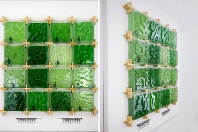 This indoor micro-algae farm mounts to any wall to grow the superfood right at home!