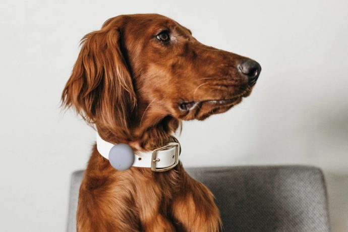 These AirTag collars let you use Apple’s ‘Find My’ feature to keep track of your pets