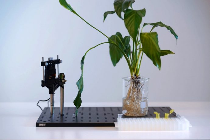 Nanosensors in this bionic plant can instantly detect impurities and toxins within water