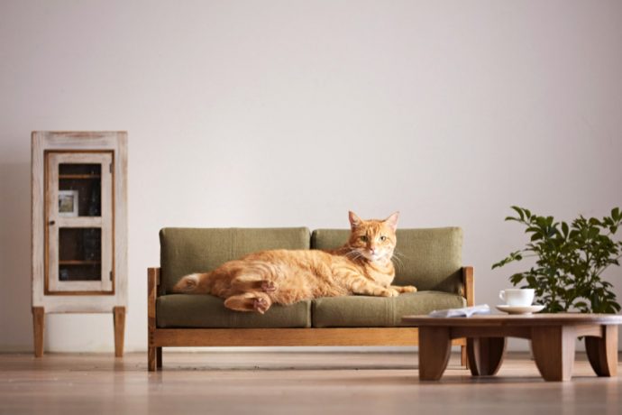 Cozy cat-friendly products to help your cat and you connect better!