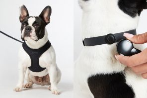 UX Design for Pets? This company is creating minimally-designed functional gear for your furry friends