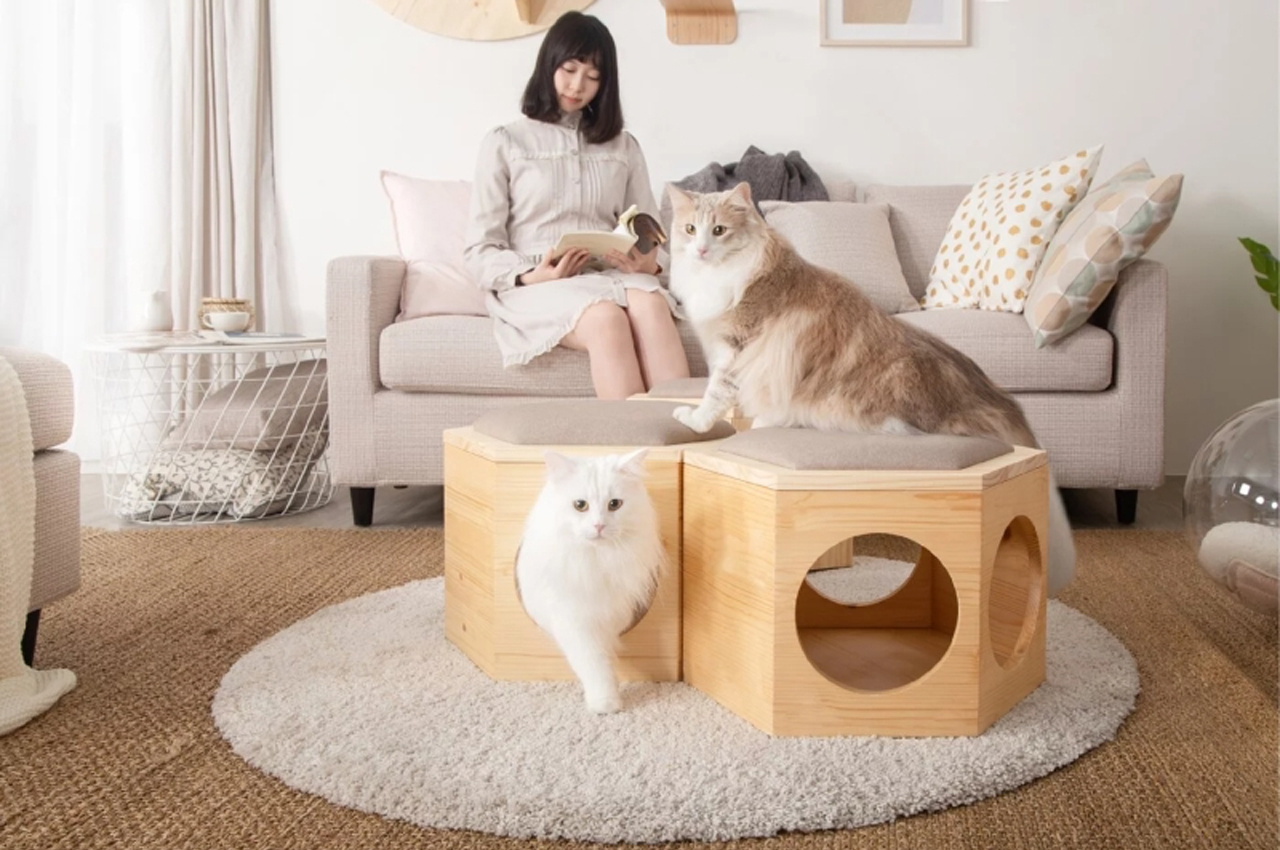 cat furniture living room