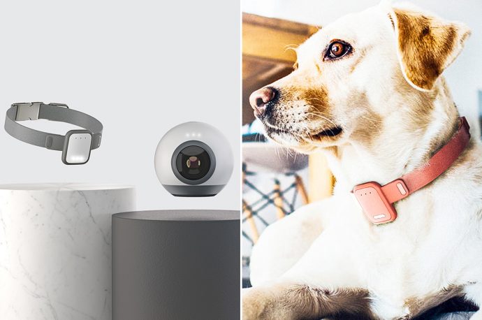 These IoT pet devices uses smart technology to allow owners to interact with their dogs while away from home!