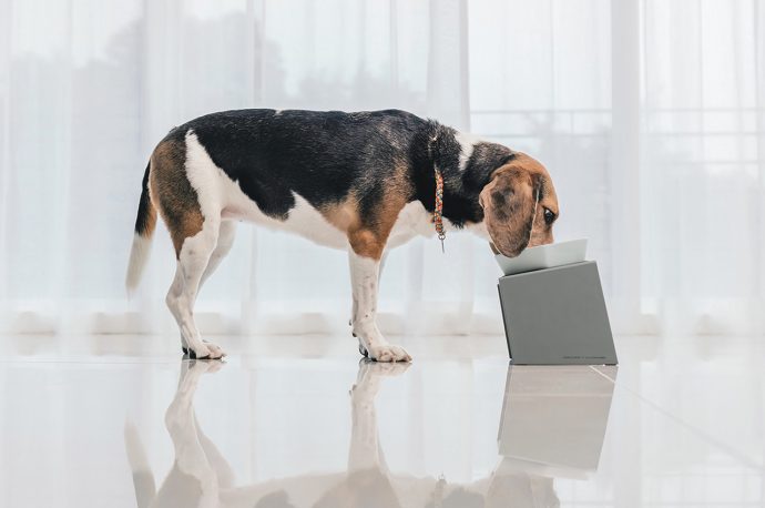 This adaptable food bowl for dogs was designed with a customizable stand to match your dog’s height!
