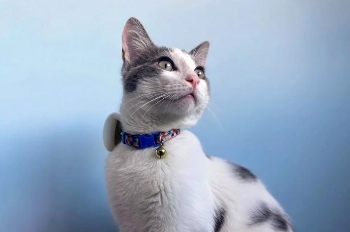 Top 10 pet-friendly gadget designs that use tech to help you take the best care of your furry friends!