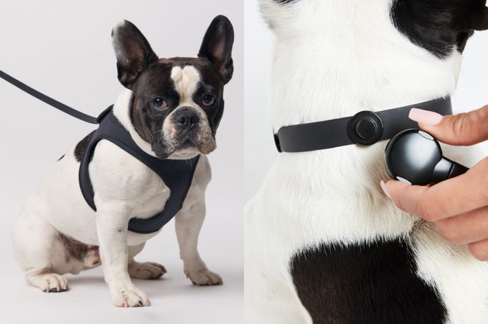 Top 10 dog-friendly products of 2021