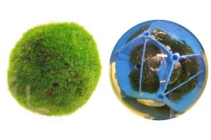 This algae balls powered robotic rover generates energy using photosynthesis