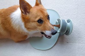 Should dogs only have one bowl for all types of food? CHEWDEN is ergonomically-designed to hold all types of dog food