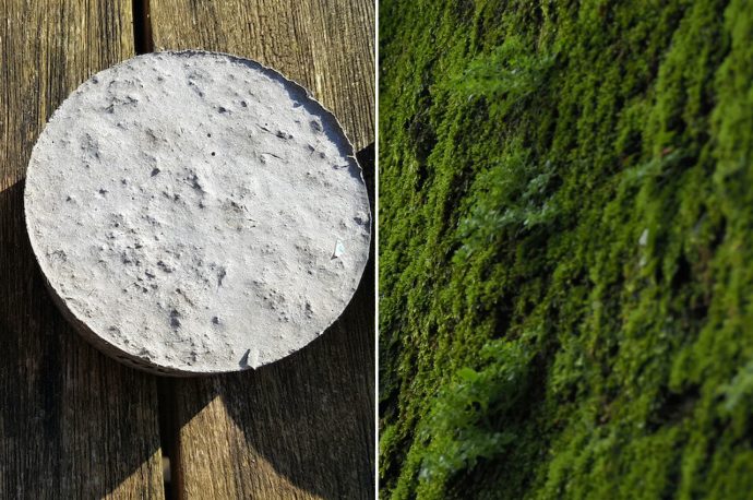 Bio-receptive technology allows moss to grow on concrete and bring nature to city infrastructure