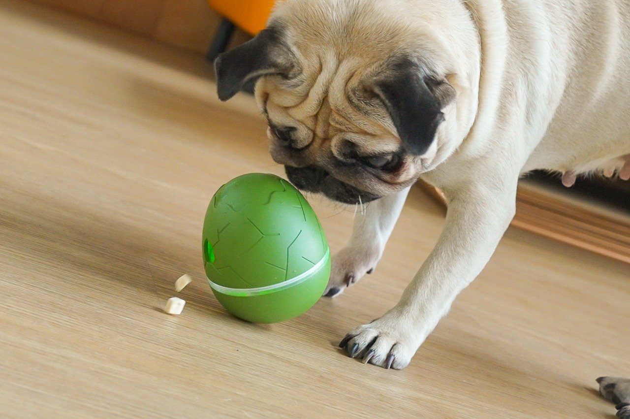 #This unique egg-shaped dancing toy captivates your pets and dispenses treats for them too!