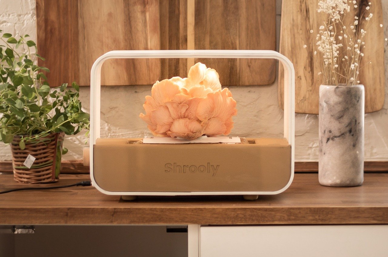 this tabletop 'mushroom growing kit' lets you harvest all kinds of