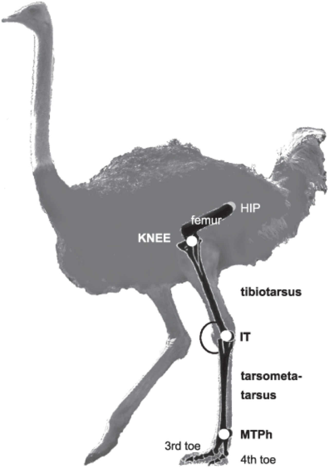 Lightweight crutch concept takes inspiration from a flightless but fast bird