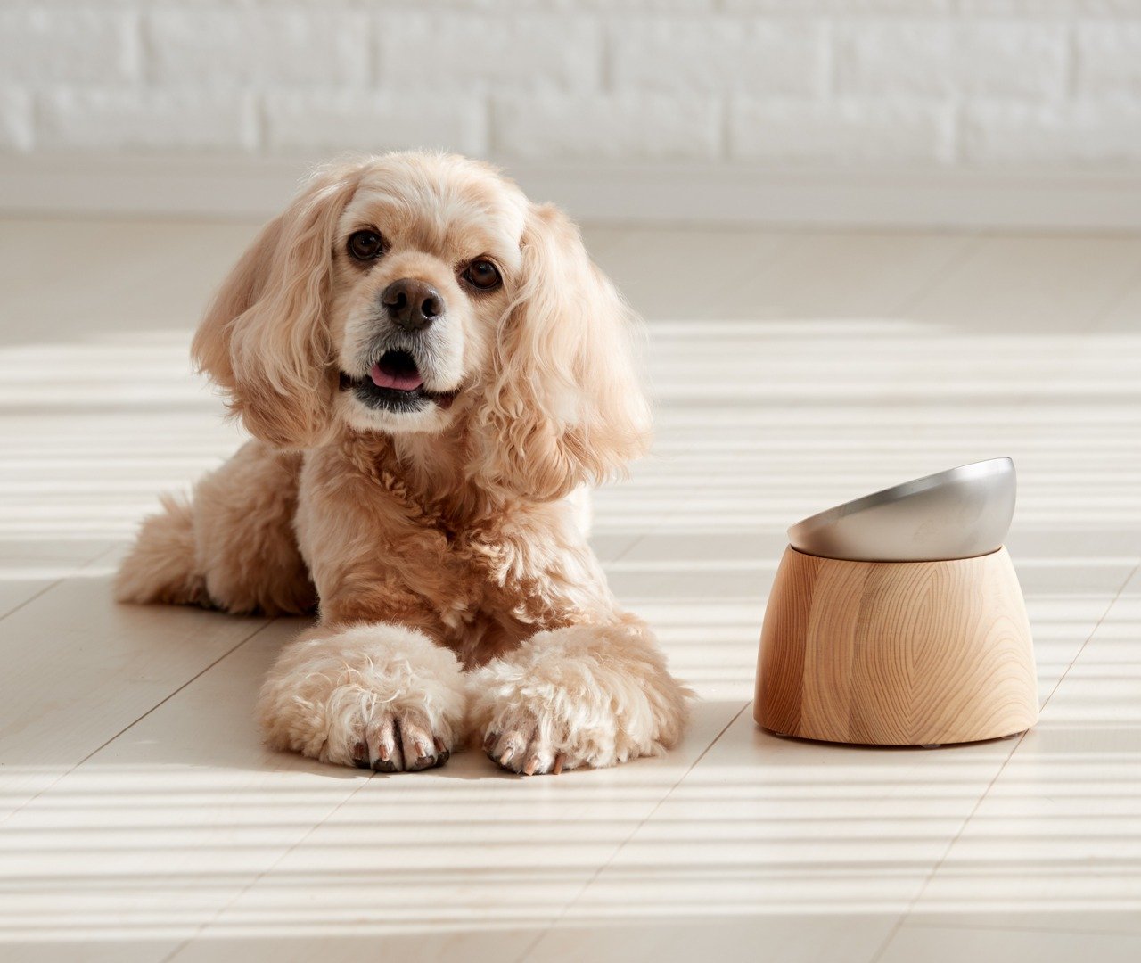 Top 10 products designed to give your pet a happy comfy life