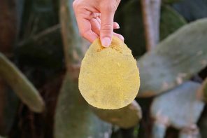 Biodegradable Toilet Paper Made Using Plant Seeds, Orange, & Aloe Vera Leaves Encourages Plant Growth