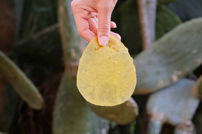 Biodegradable Toilet Paper Made Using Plant Seeds, Orange, & Aloe Vera Leaves Encourages Plant Growth