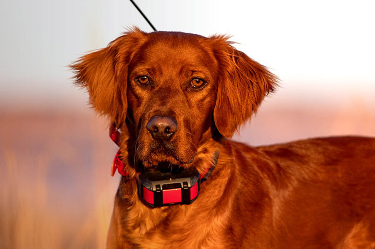 #Garmin Alpha could be the most capable dog tracker you can use for training as well