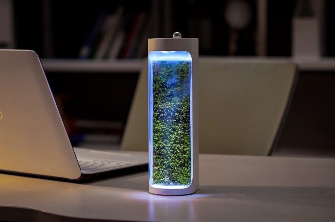 This eye-catching terrarium is the tabletop air purifier you never knew you needed