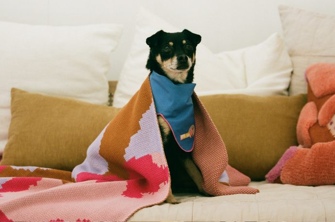 ProbaPaws Is A Collection Of Wearables & Accessories That Can Be Used By Your Pet & You