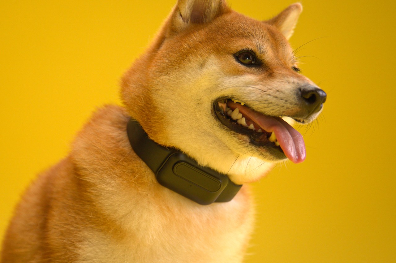 #This AI-powered dog bark collar safely trains your furry friend to bark only when necessary