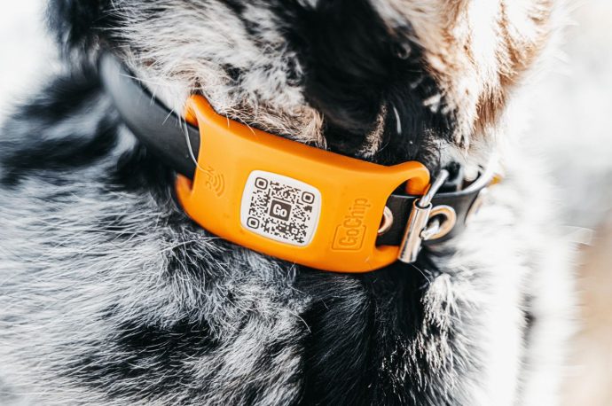 GoChip Gets A Sustainable Design To Track Your Dog And Remain A Stress-Free Pet Parent