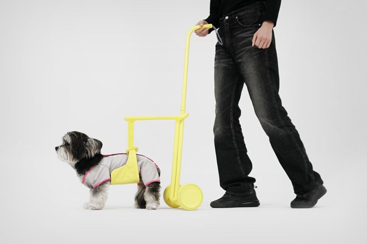 #Is Your Elderly Dog Facing Issues While Walking? This Walking Aid Was Designed For You