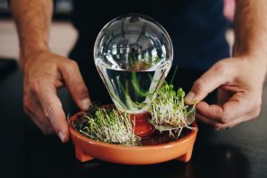 This tiny self-watering planter lets you easily grow microgreens with no soil or effort