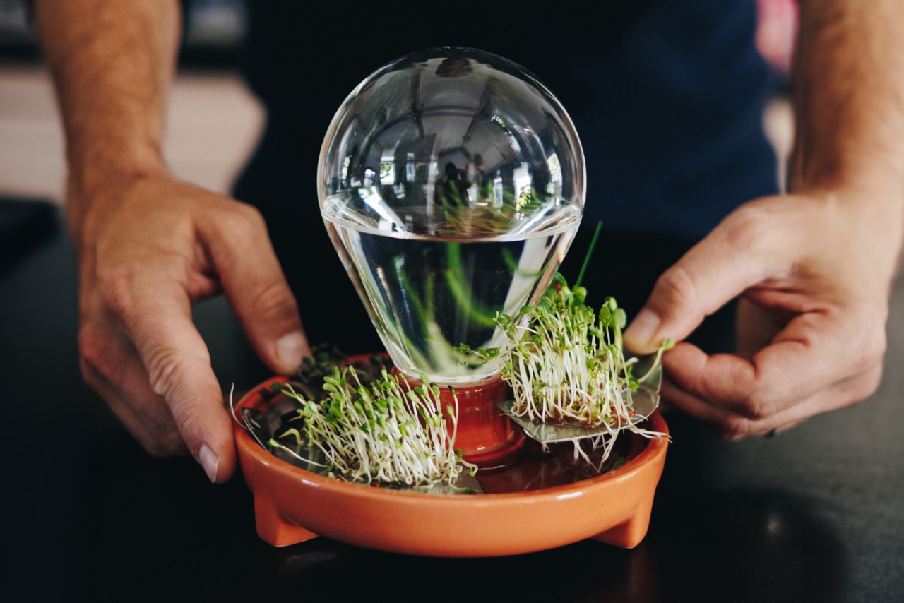 #This tiny self-watering planter lets you easily grow microgreens with no soil or effort