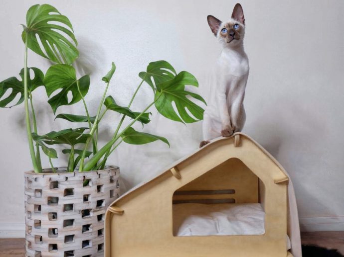 Stylish Pet Retreat: Rawry’s Luxe Cabin Blends Comfort and Minimalist Design