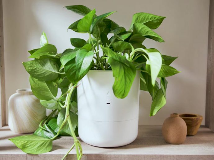 AI-powered self-watering indoor planter makes growing greens all too easy