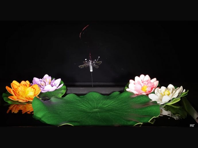 Tiny, winged robot jumps instead of flying