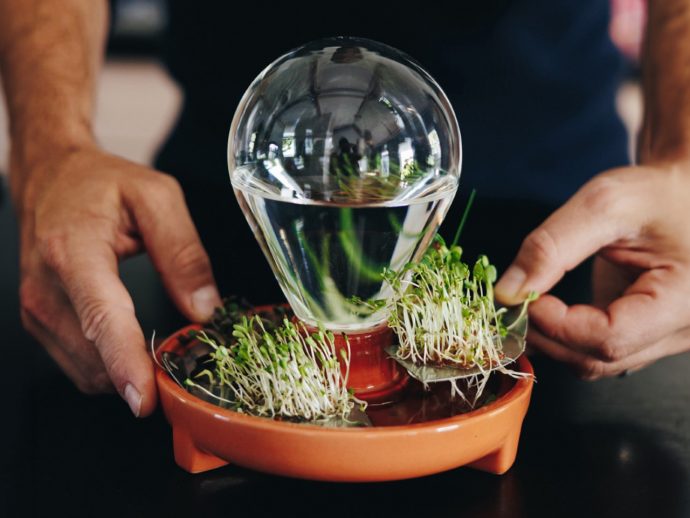 Top 5 Steps To Growing Nutrient-Rich Greens Indoors: Microgreens Made Easy
