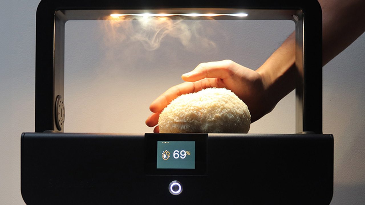 This AI-powered Mushroom Grow Kit gives you gourmet mushrooms in