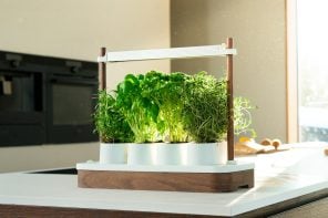 Auk Mini Grows 4 Herbs on Your Counter, No App or Pump Required