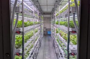 Japanese Startup Brings Wasabi Farming to Shipping Containers