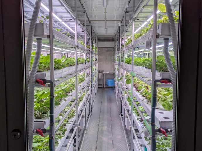 Japanese Startup Brings Wasabi Farming to Shipping Containers