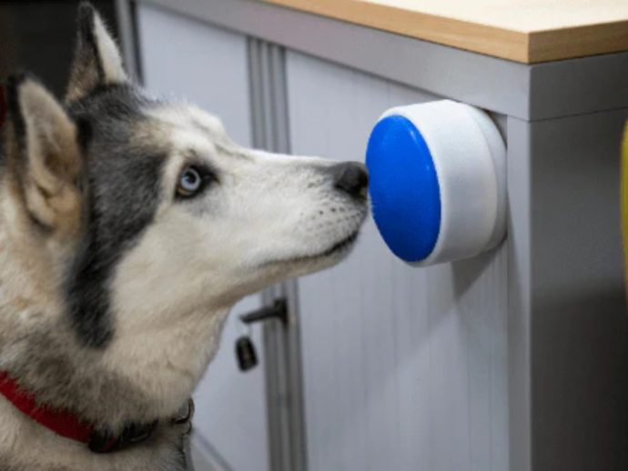 Your Dog Can Now Turn On the Lights (No, Really)