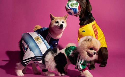 Three dogs in colorful jerseys pose on a pink studio backdrop; the brown dog holds a multicolored ball in its mouth while the others look on.