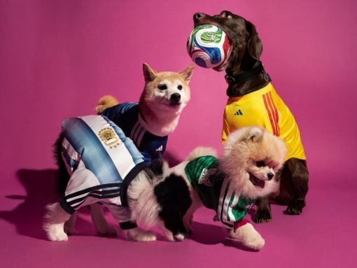 Three dogs in colorful jerseys pose on a pink studio backdrop; the brown dog holds a multicolored ball in its mouth while the others look on.