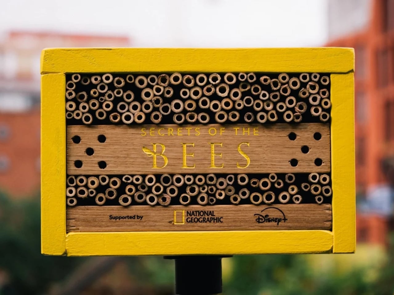 Disney and NatGeo Built Billboards That Bees Can Actually Live In