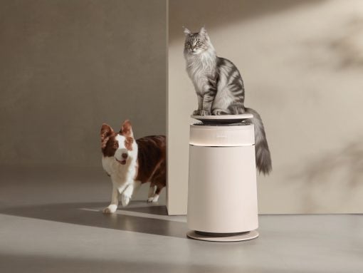 Gray tabby cat perched on a white automatic pet feeder as a brown-and-white dog watches from behind a partition in a neutral-room setting.