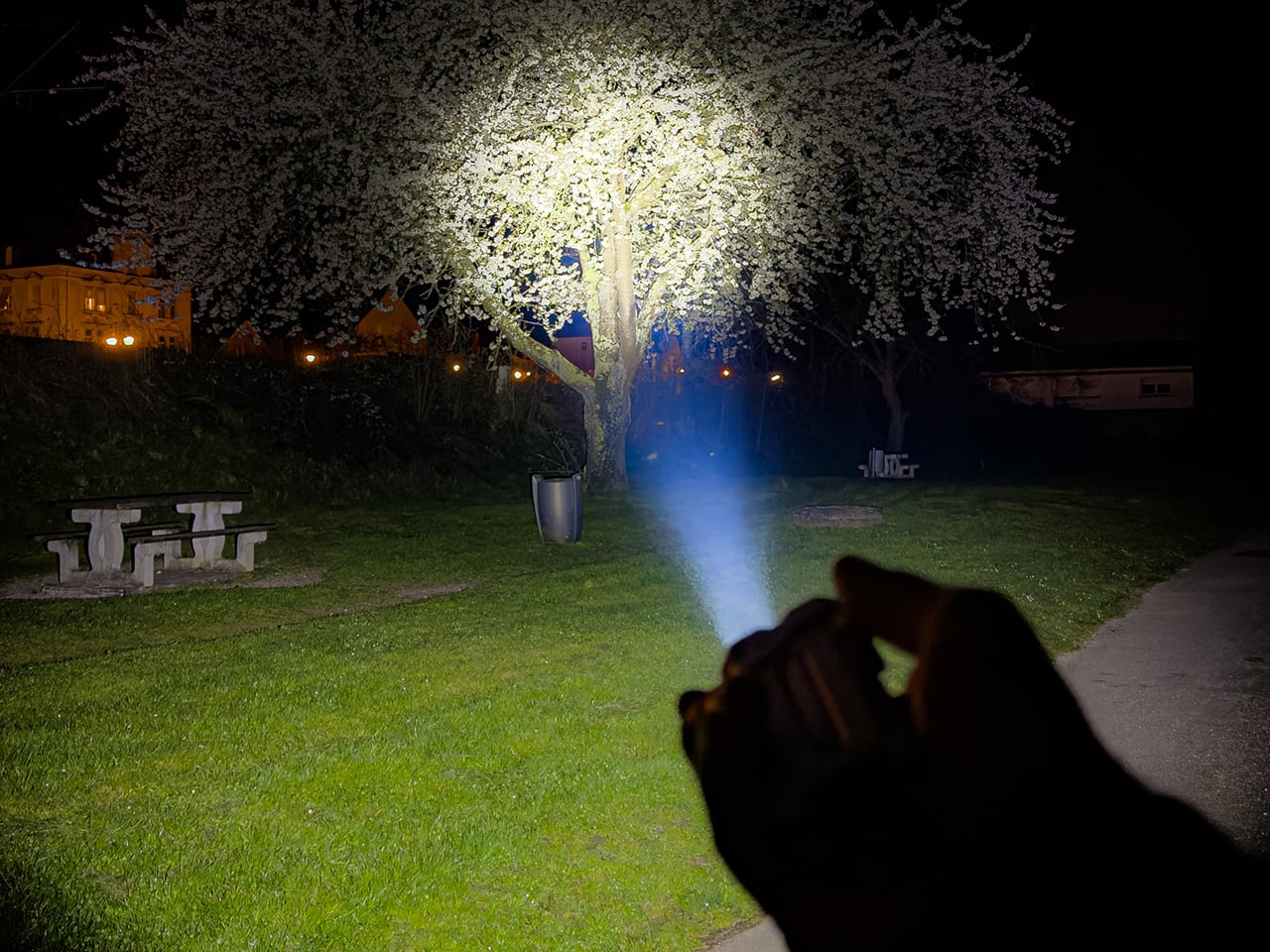 Night scene in a park: a blossoming tree lit by a blue flashlight beam from a handheld torch toward the trunk and grass behind on the right.