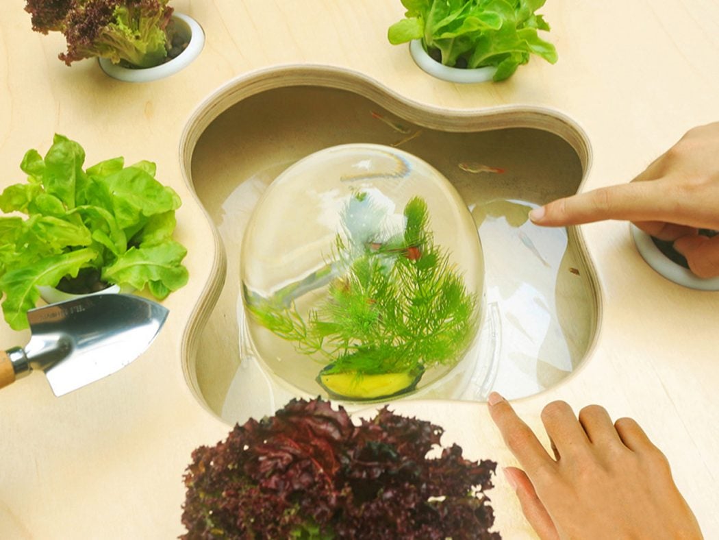 Glass fishbowl in a wooden cutout tray, containing aquatic plants and small fish, with leafy greens and a pointing hand nearby.