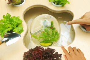5 Indoor Garden Designs That Make Small Apartments Feel Like Jungles