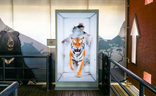 Tiger emerging from a torn wall in a framed display at a wildlife exhibit point of interest.