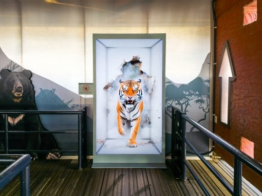 Tiger emerging from a torn wall in a framed display at a wildlife exhibit point of interest.